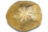 Polished Miocene Fossil Echinoid (Clypeaster) - Morocco #288931-1